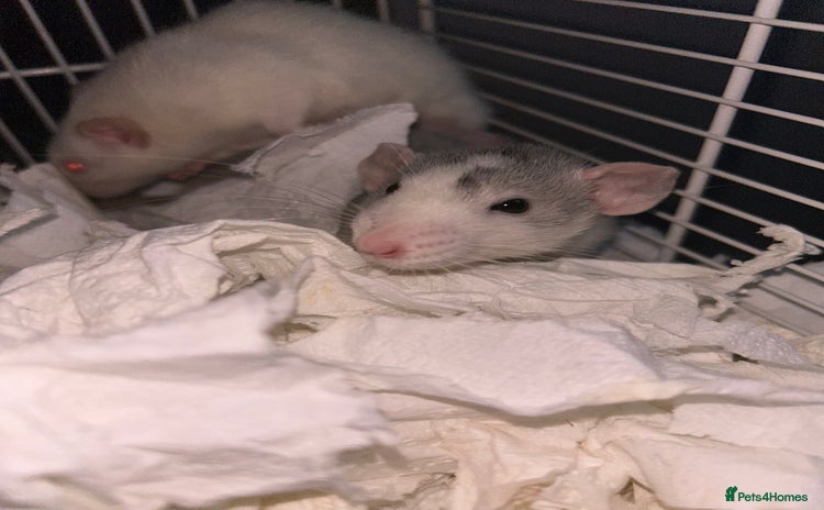 Rat rodents - Advert 1