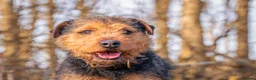 Lakeland Terrier dogs for stud: AT STUD Stunning proven Lakeland- fell terrier in Newark - Advert 6