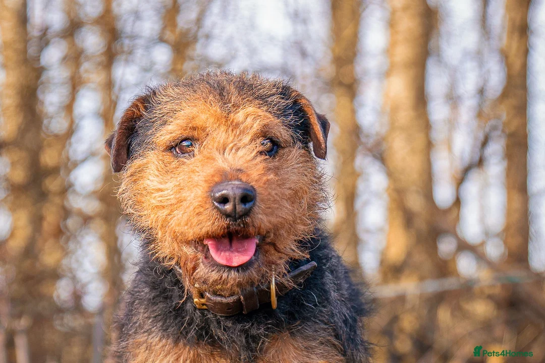 Lakeland Terrier dogs for stud: AT STUD Stunning proven Lakeland- fell terrier in Newark - Advert 6