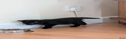 Mixed Breed cats for sale: 3 female kittens ready to go.  in Peterborough - Advert 3