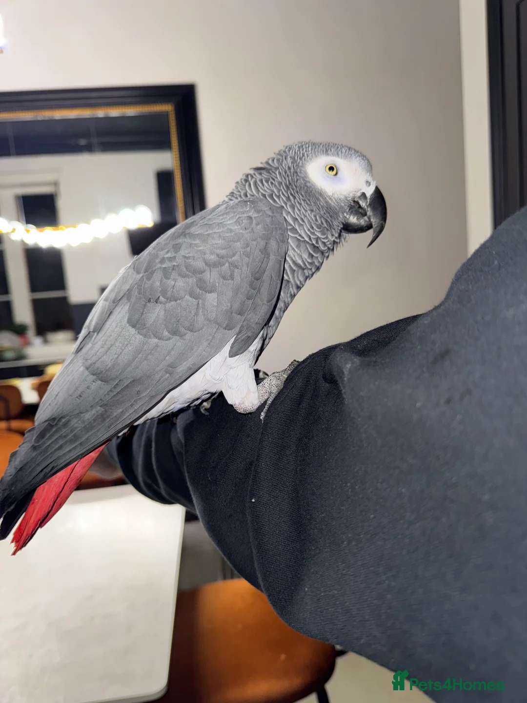 Parrots birds for sale: Tame&talking African grey parrot  - Advert 6