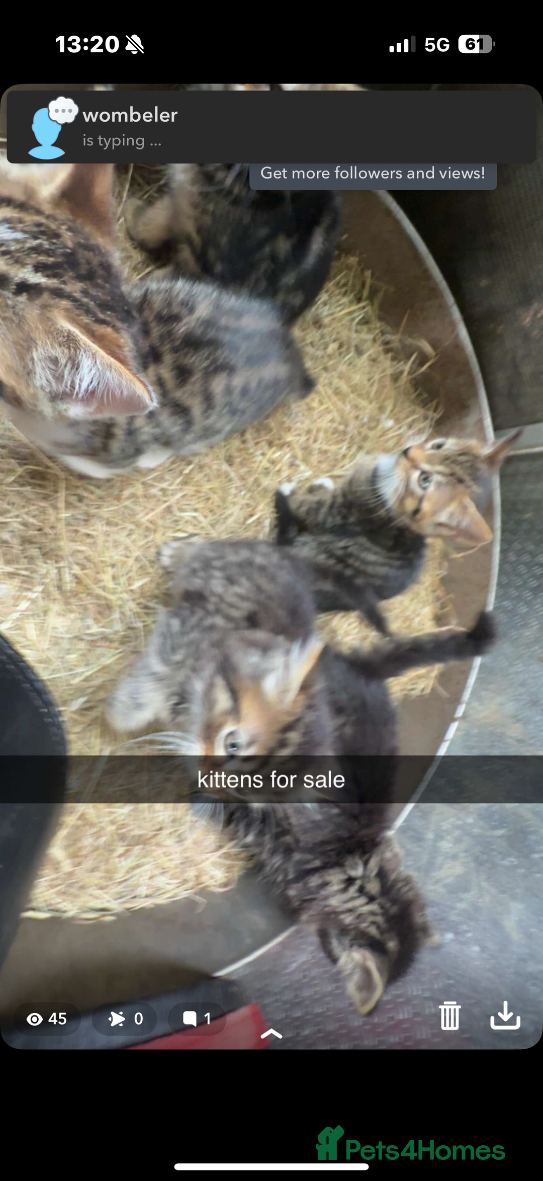 Mixed Breed cats for sale: 4 Tabby Kittens - Image 3
