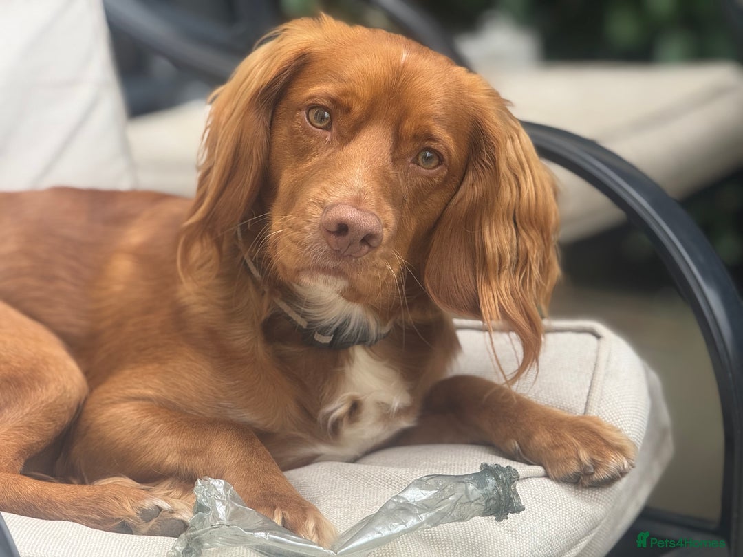 Cocker Spaniel dogs for sale: Cocker spaniel  - Advert 3