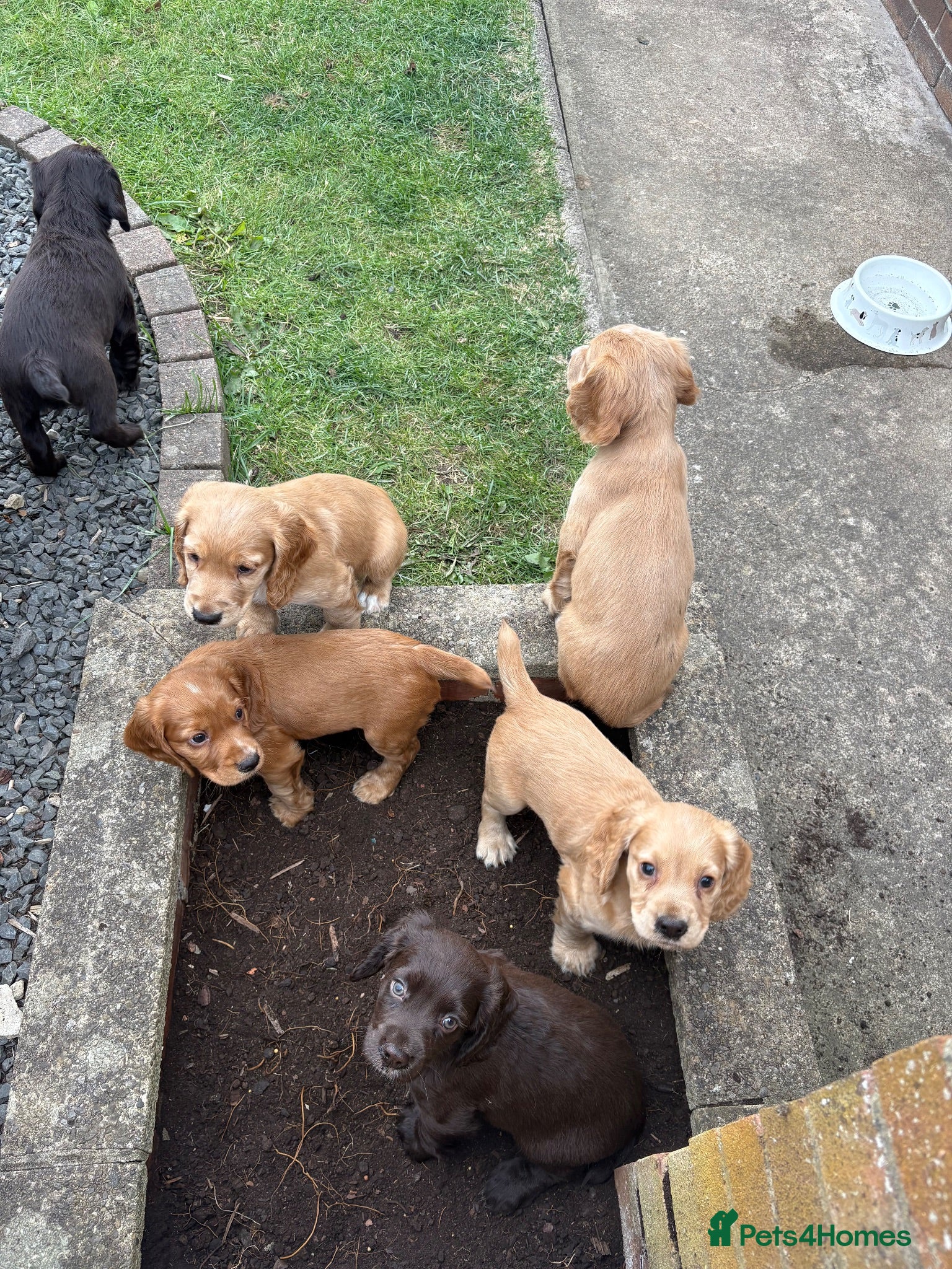 Cocker Spaniel dogs Kc registered working cocker spaniels - Advert 3
