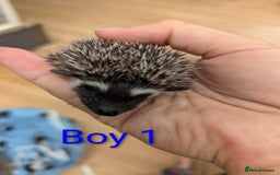 Pygmy Hedgehog rodents for sale: African Pygmy hedgehogs. Ready to reserve! - Advert 2