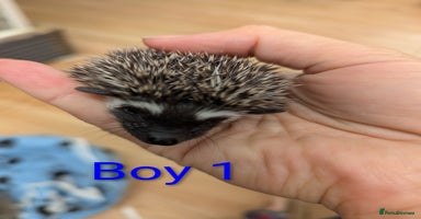 Pygmy Hedgehog rodents - Advert 7