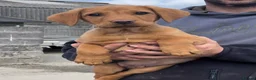 Labrador Retriever dogs for sale: 3 dogs available. KC Reg. Health Tested Parents.  - Advert 2