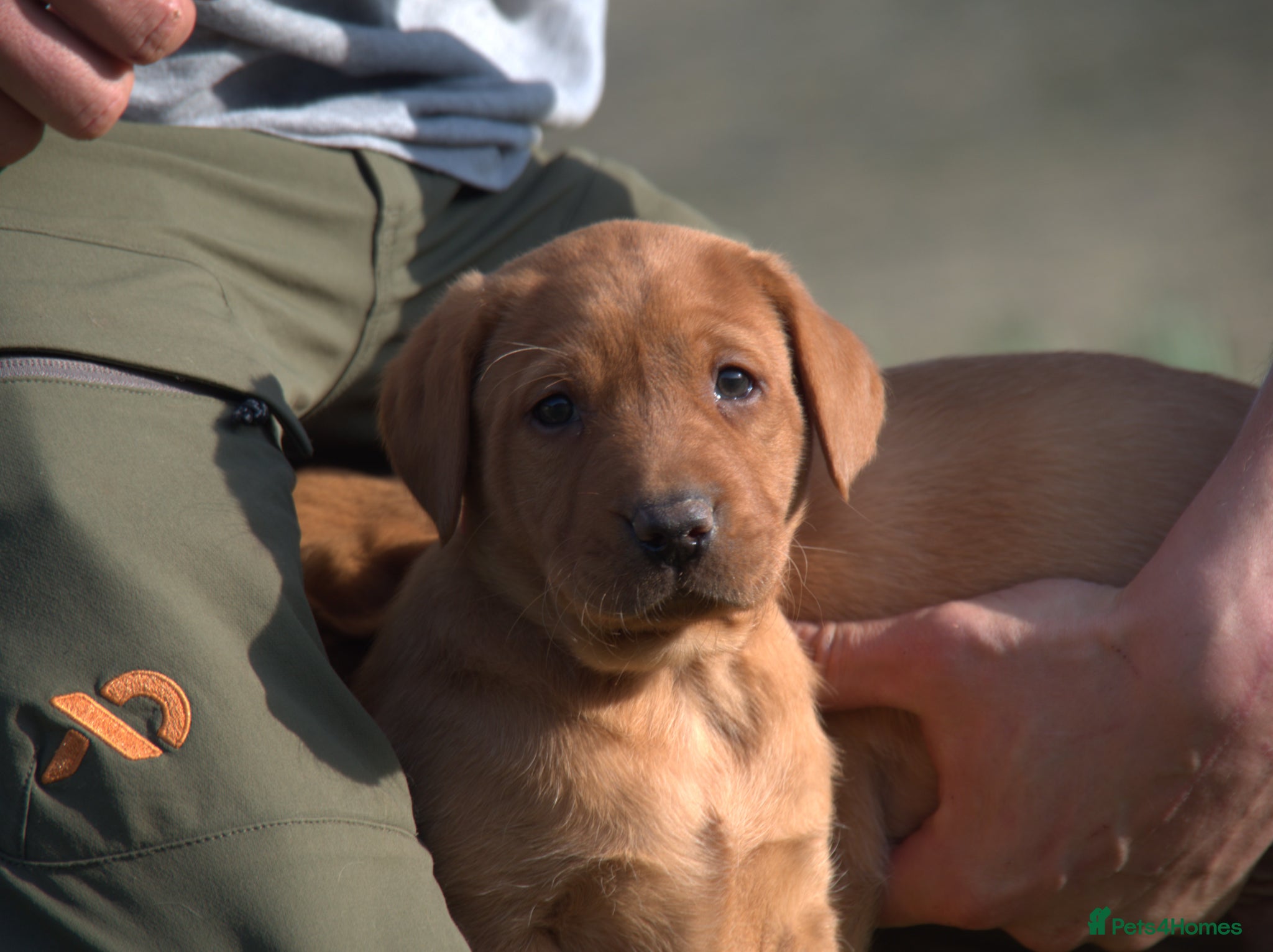 Labrador Retriever dogs Red Labrador Puppies - Advert 16
