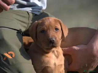 Labrador Retriever dogs Red Labrador Puppies - Advert 16