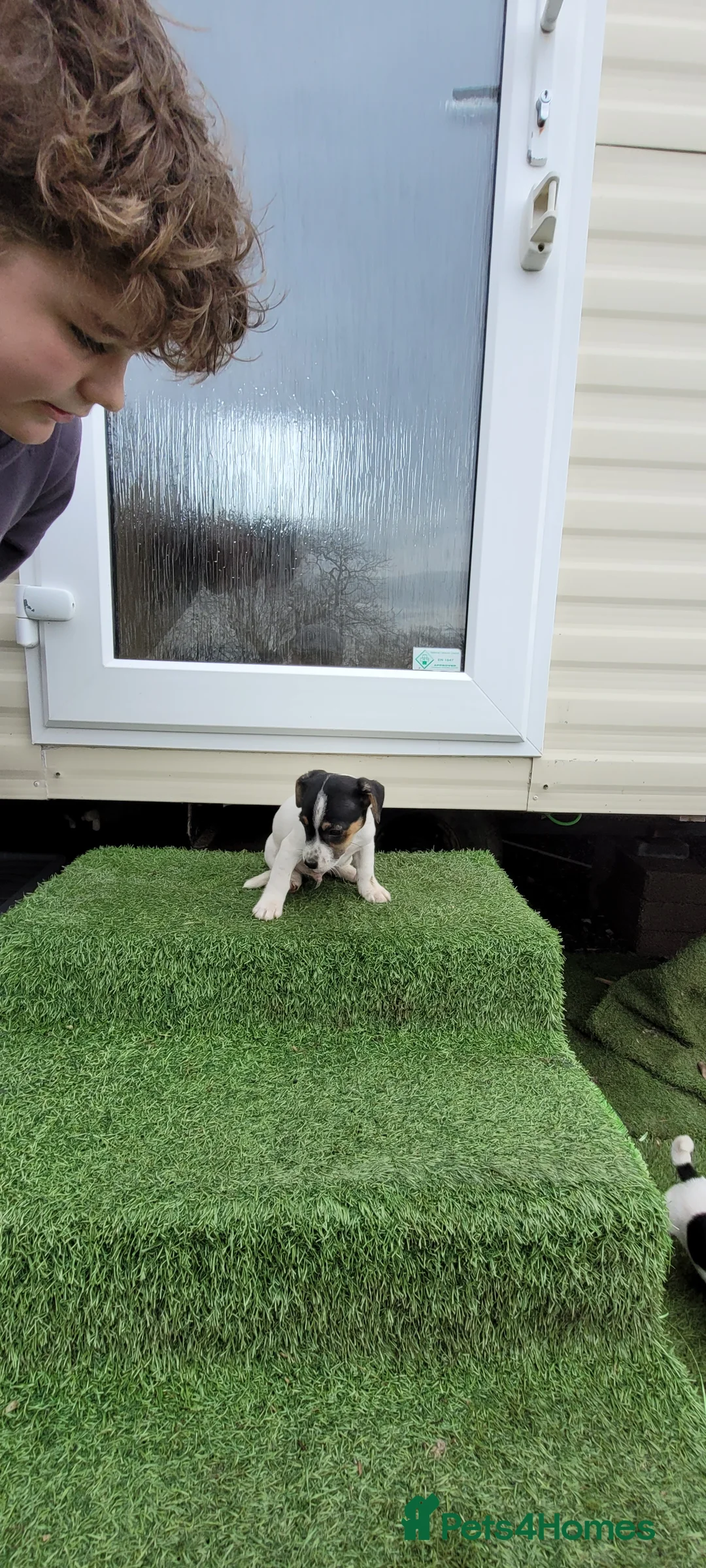 Jack Russell dogs for sale: Old fashioned short legged Jack russel pups!!! - Advert 9