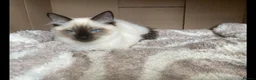 Ragdoll cats for sale: Ragdoll Boy – ONLY 1 LEFT 🩵 £475 - Advert 4