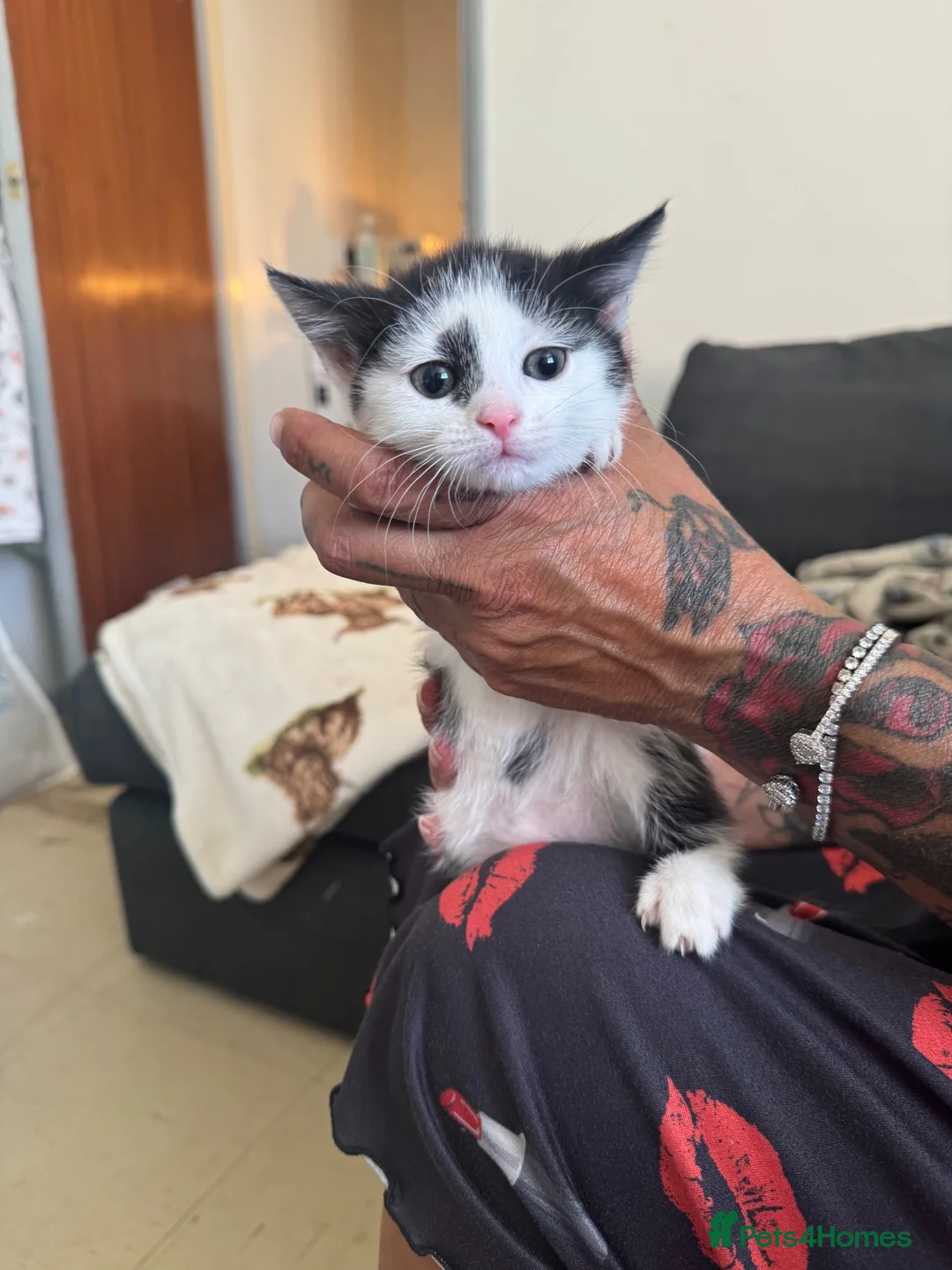 Domestic Shorthair cats for sale: Black and white kittens  - Advert 6