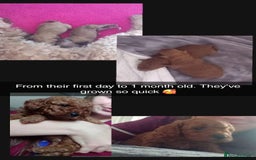 Cavapoo dogs for sale: Gorgeous Fox Red Toy Cavapoos - Image 5