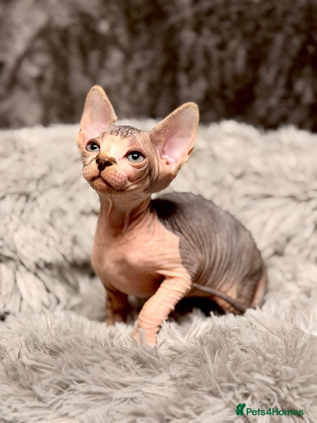 Sphynx cats for sale: TICA Reg Sphynx Kittens, Extensive Genetic Testing - Advert 25