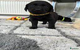 Labrador Retriever dogs for sale: 5 kc Labrador pups  - Image 5