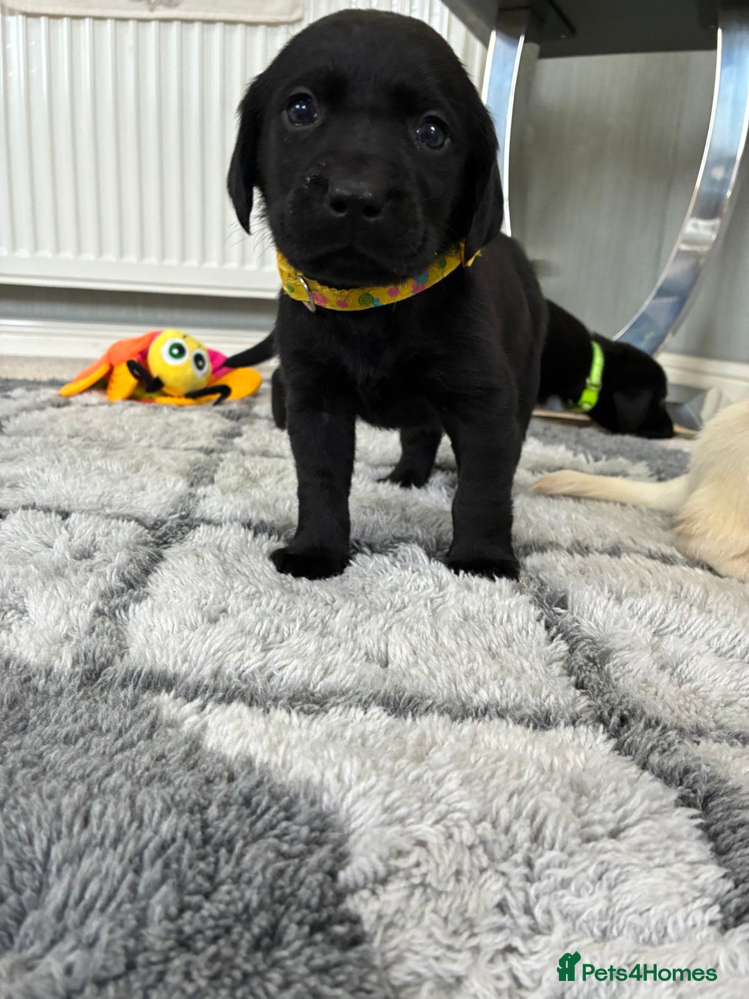 Labrador Retriever dogs for sale: 5 kc Labrador pups  - Image 5