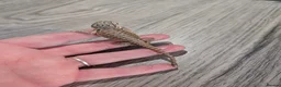 Bearded Dragon reptiles for sale: Baby bearded dragons  - Advert 23