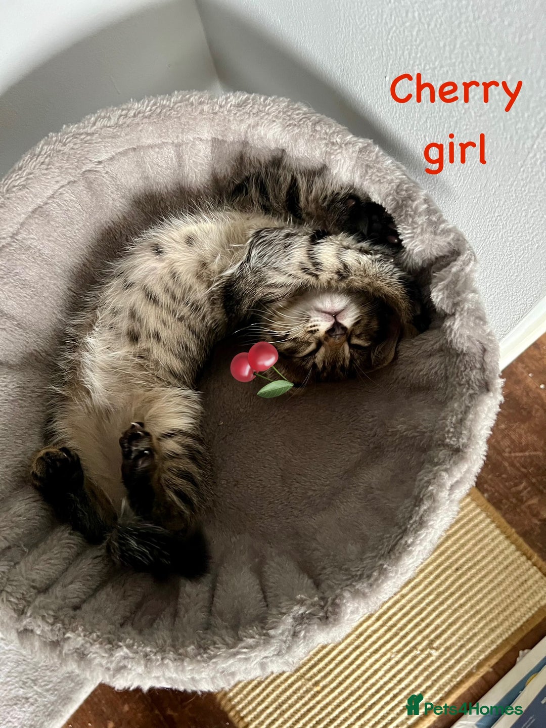 Siberian cats for sale: Siberian girl kittens ready for new home now - Image 11