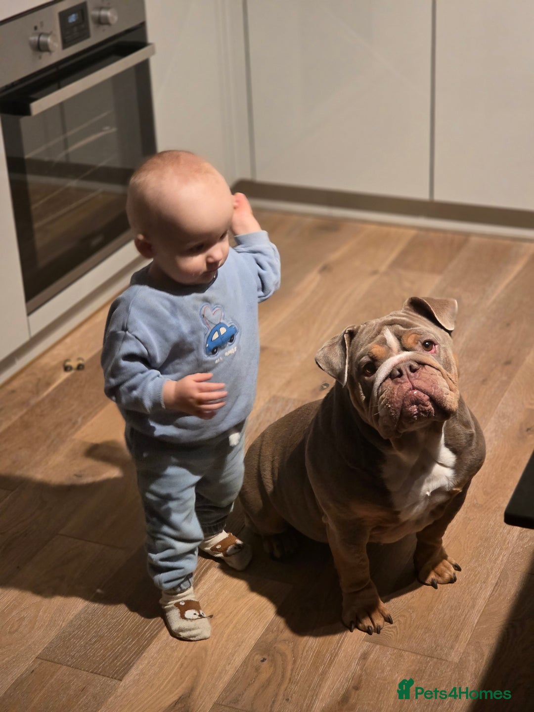 English Bulldog dogs for sale: English bulldog lilac female - Advert 6