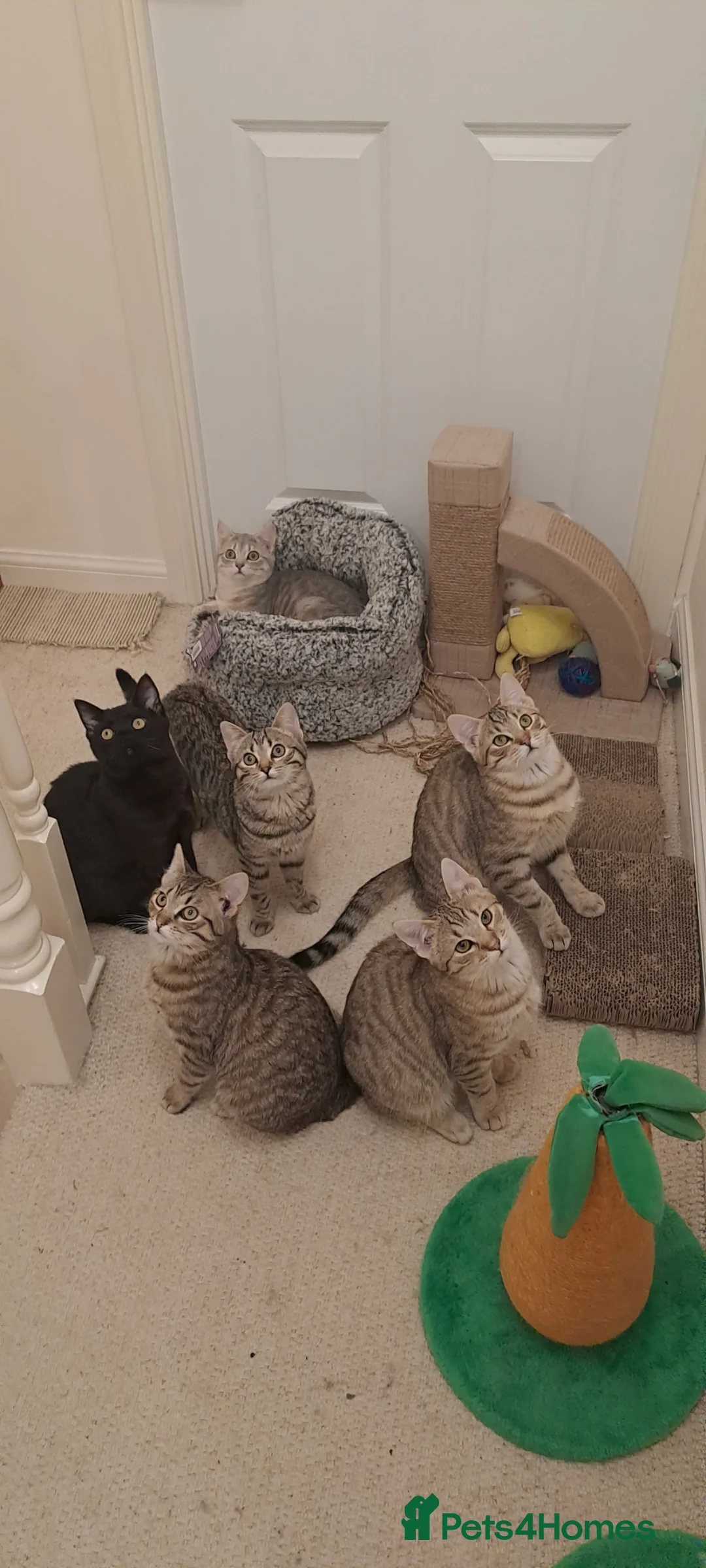 Mixed Breed cats for sale: Quarter Bengal kittens, looking for forever homes  - Advert 17