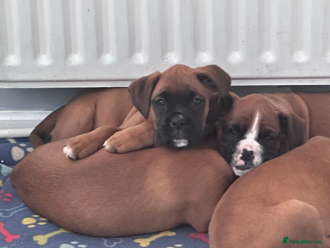 Boxer dogs for sale: Last female boxer looking for there new  home  - Advert 7