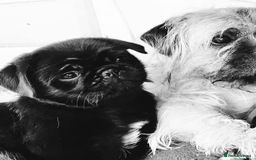 Pug dogs for stud: Fluffy pug for Stud - Image 10