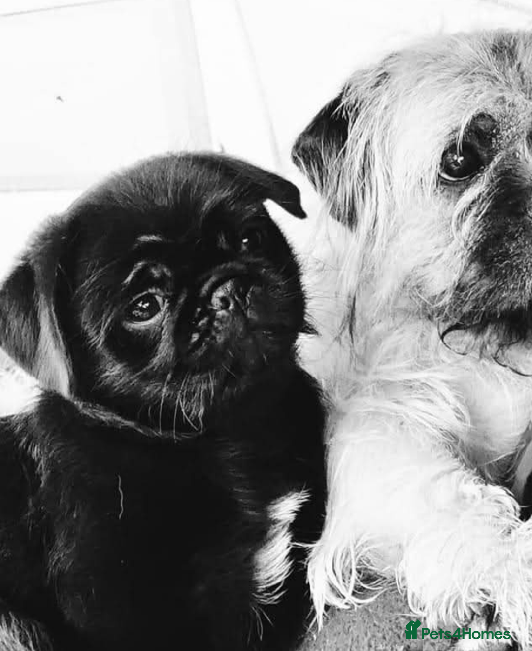 Pug dogs for stud: Fluffy pug for Stud - Image 10