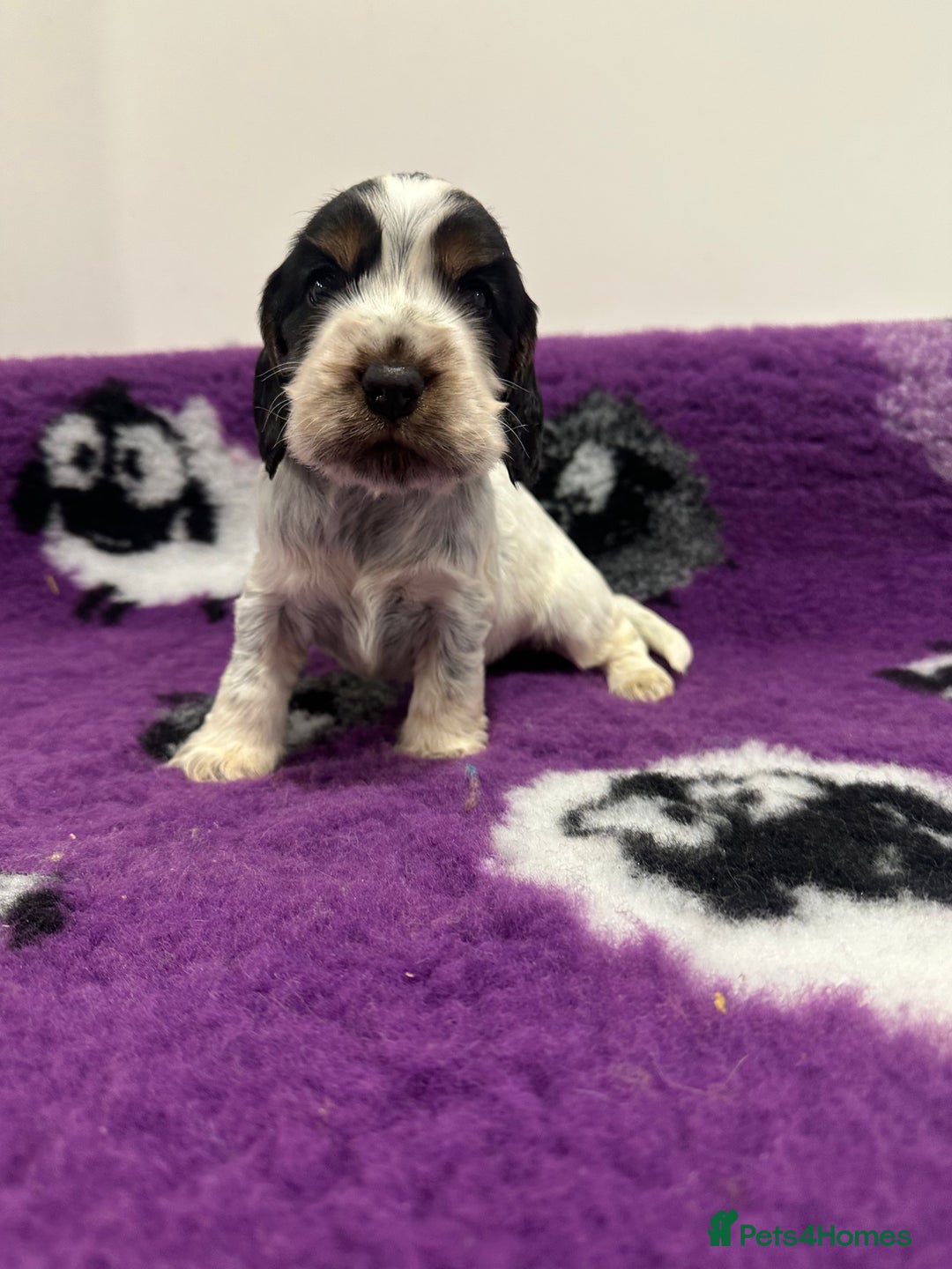 Cocker Spaniel dogs for sale: 4 Show Type Cocker Spaniel Puppy’s 🐶 - Advert 8