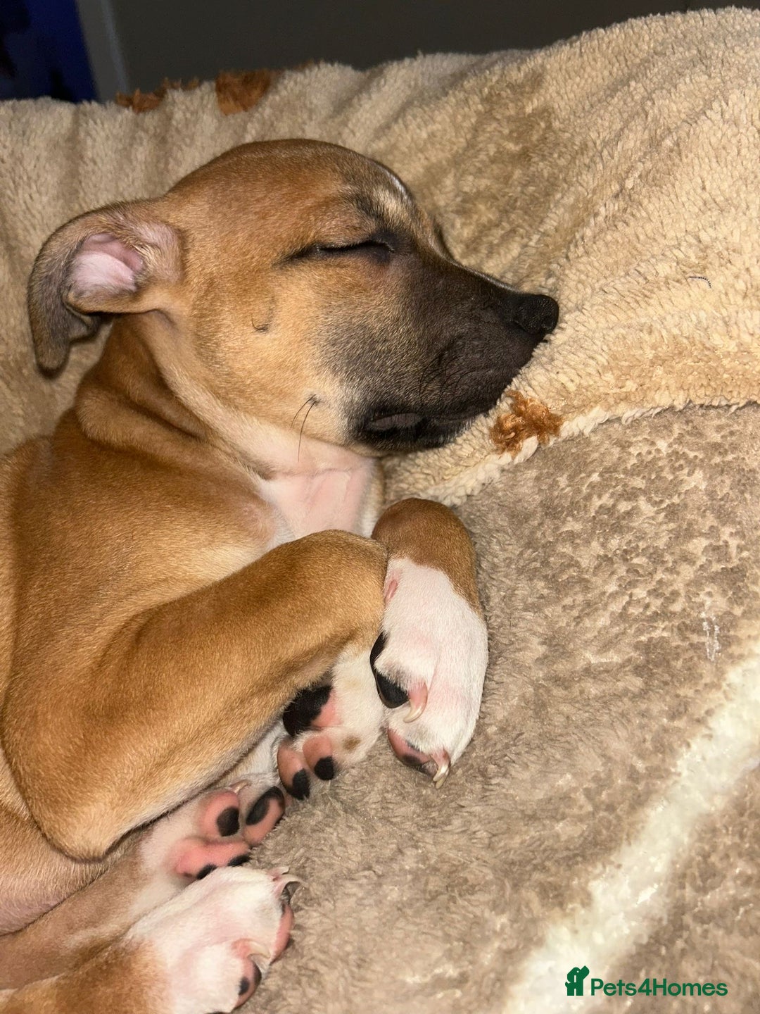 Staffordshire Bull Terrier dogs for sale: KC Registered Staffordshire bull terrier Puppy - Advert 3