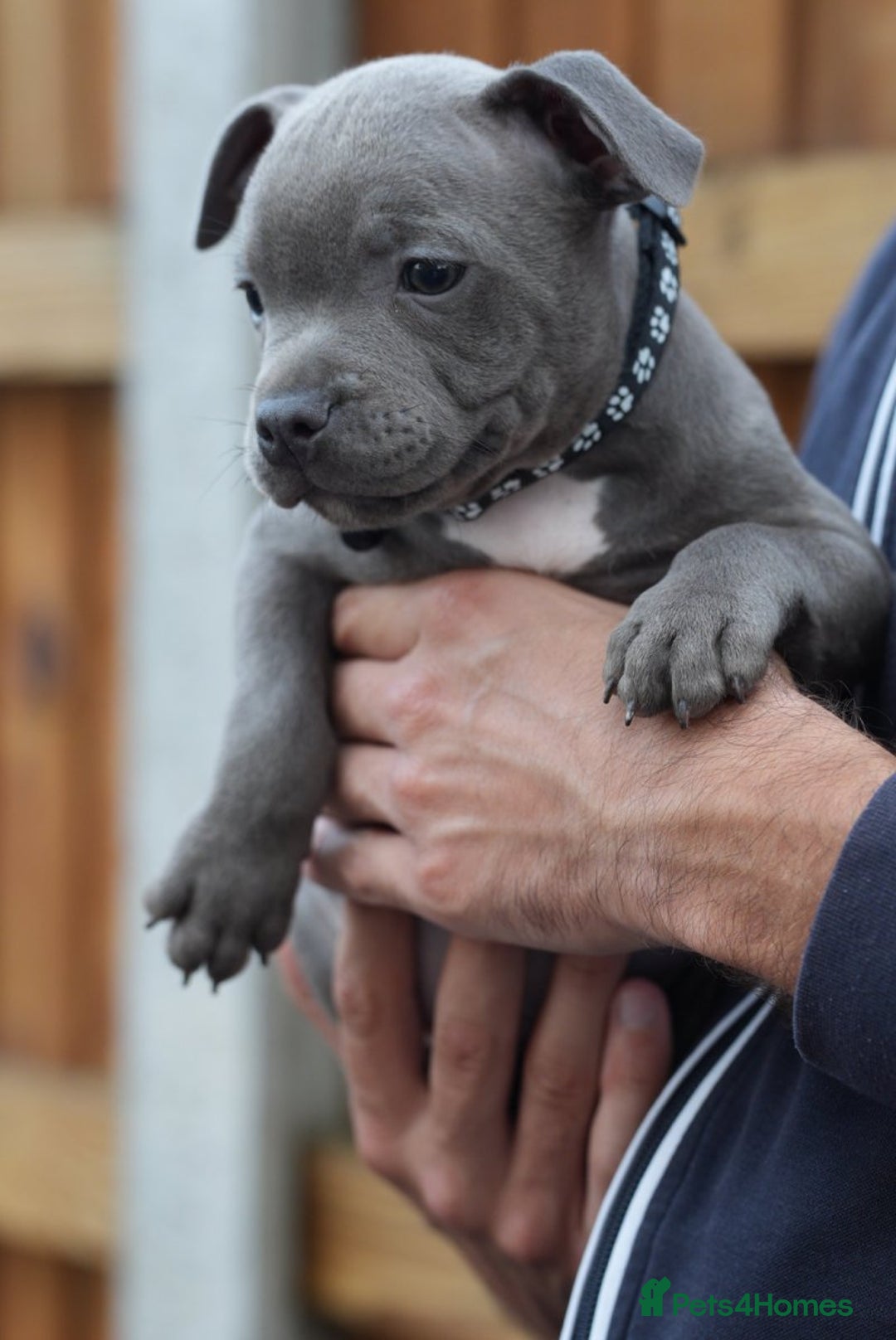 Staffordshire Bull Terrier dogs for sale: 🐾 Staffordshire Bull Terrier Puppies for Sale 🐾 - Image 11