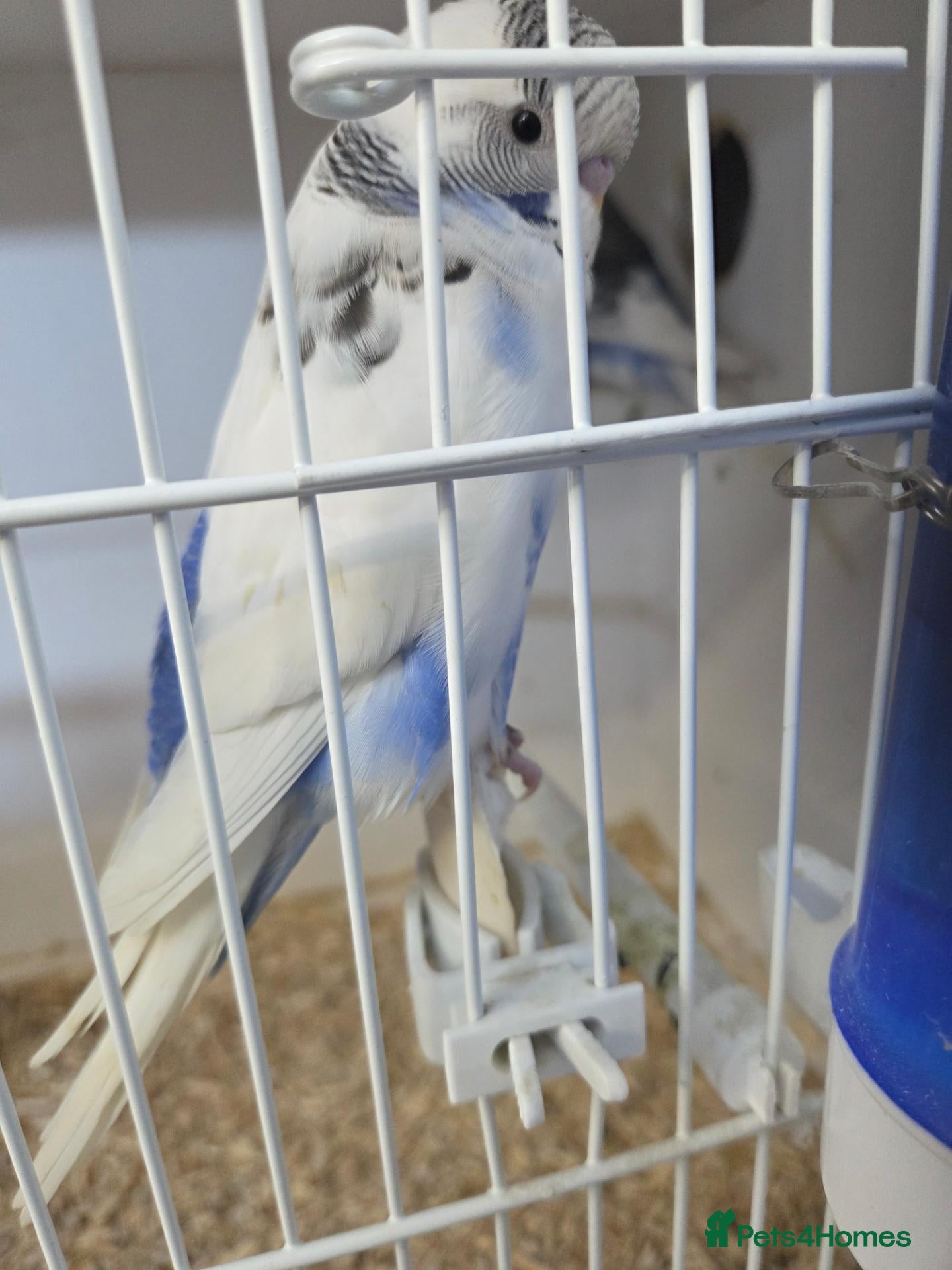 Budgerigars birds Budgies - Advert 1