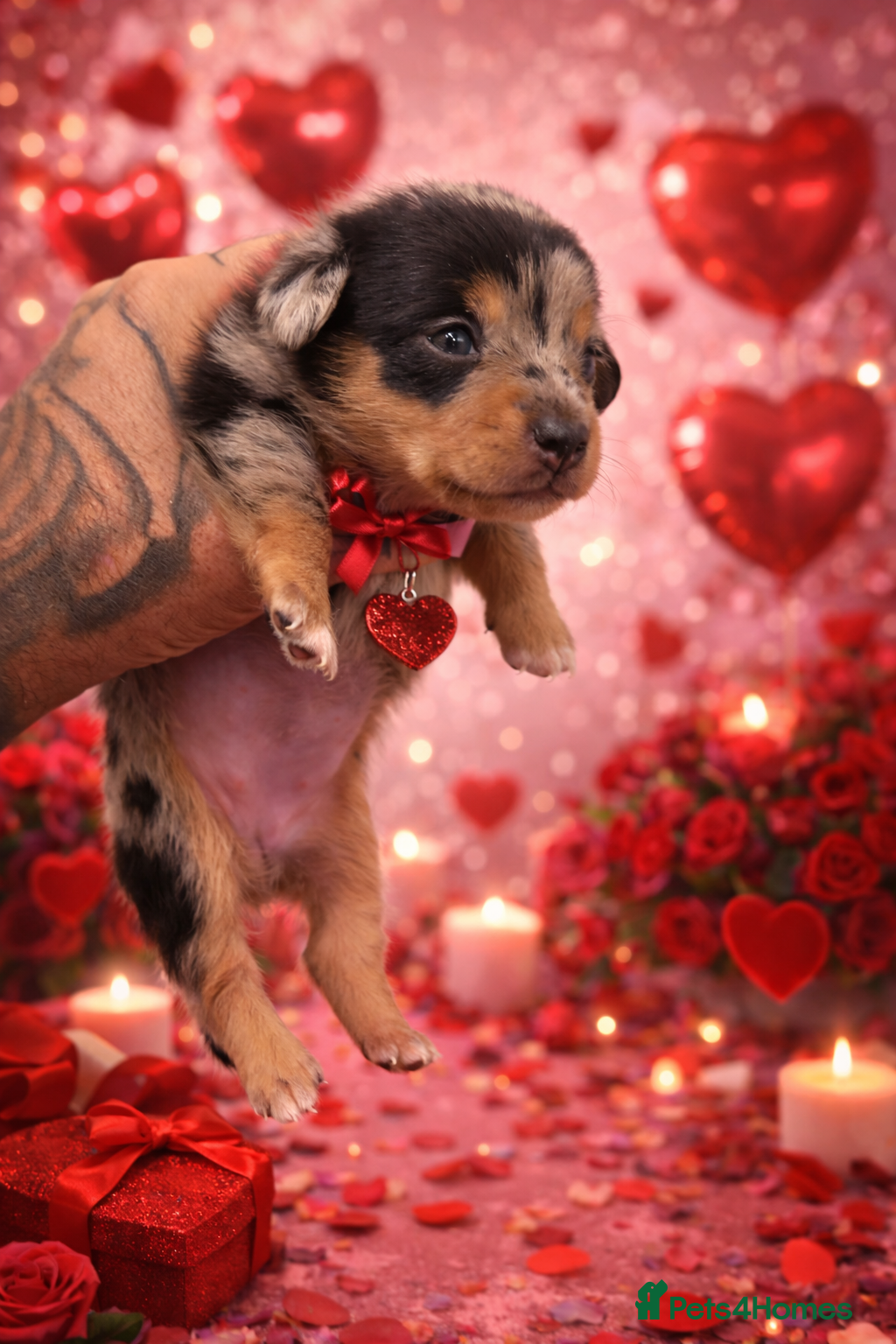 Miniature Dachshund dogs KC REGISTERED - MINIATURE DACHSHUNDS 🐶 - Advert 8