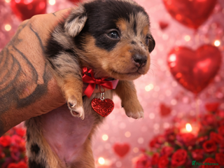 Miniature Dachshund dogs KC REGISTERED - MINIATURE DACHSHUNDS 🐶 - Advert 8