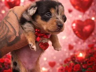 Miniature Dachshund dogs KC REGISTERED - MINIATURE DACHSHUNDS 🐶 - Advert 1