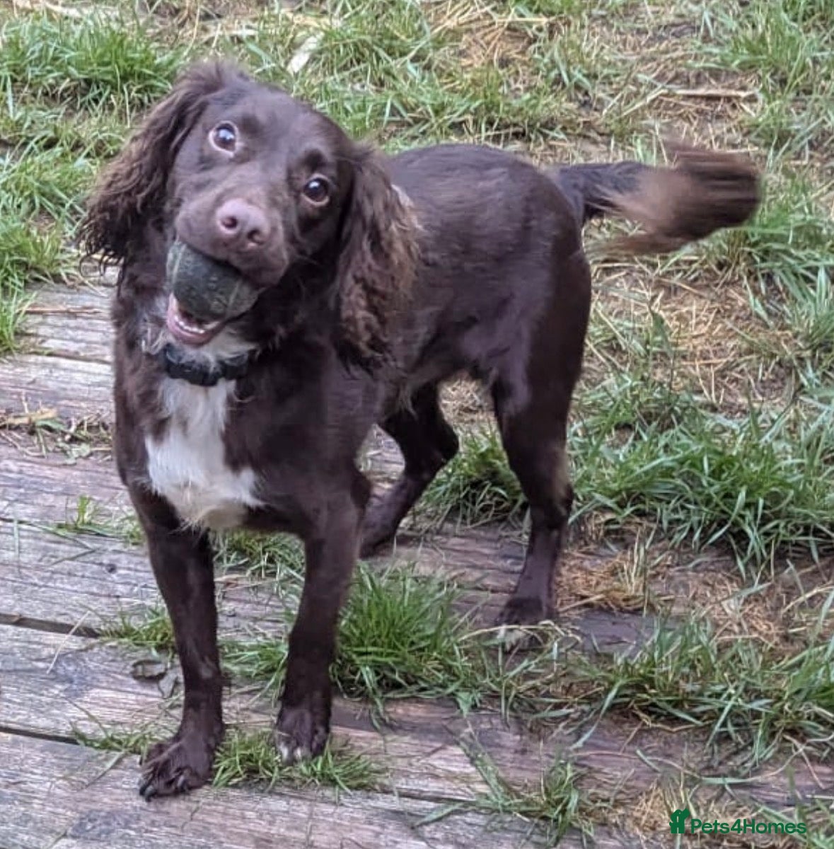 Cocker Spaniel dogs for sale: 2 year old cocker spaniel looking for rehoming  - Advert 2