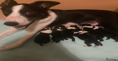 Border Collie dogs - Advert 8