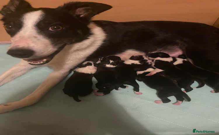 Border Collie dogs - Advert 3