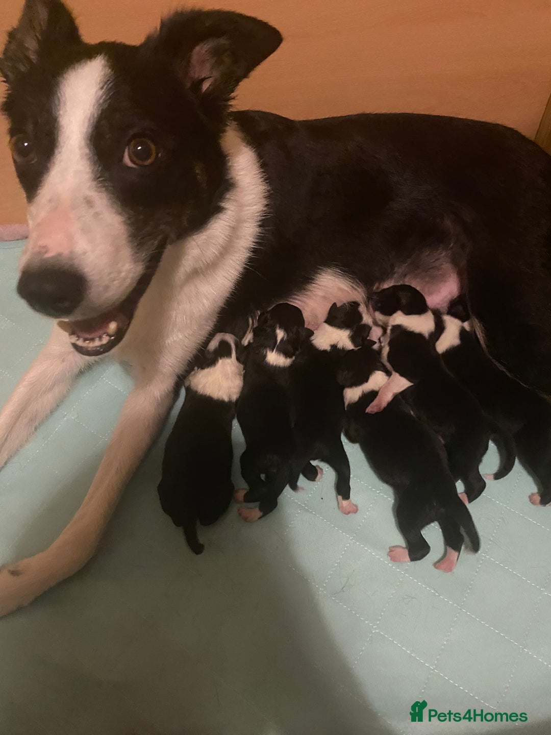 Border Collie dogs for sale: 7 border collie pups - Image 1