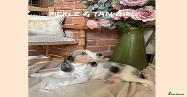 Mixed Breed dogs in Rhayader - Advert 8