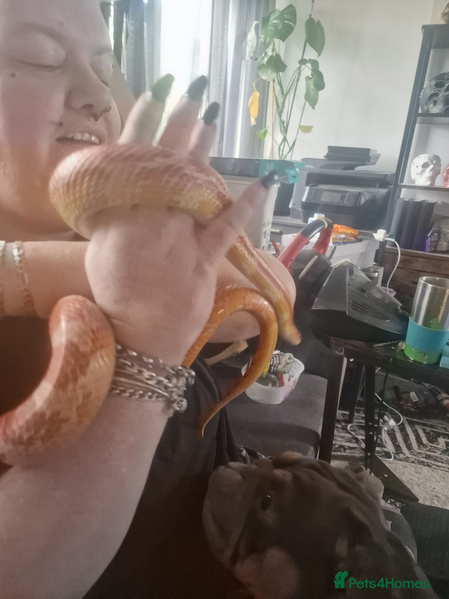 Corn Snake reptiles Corn snake  - Advert 1