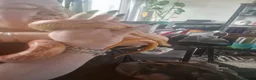 Corn Snake reptiles for sale: Corn snake  - Advert 1