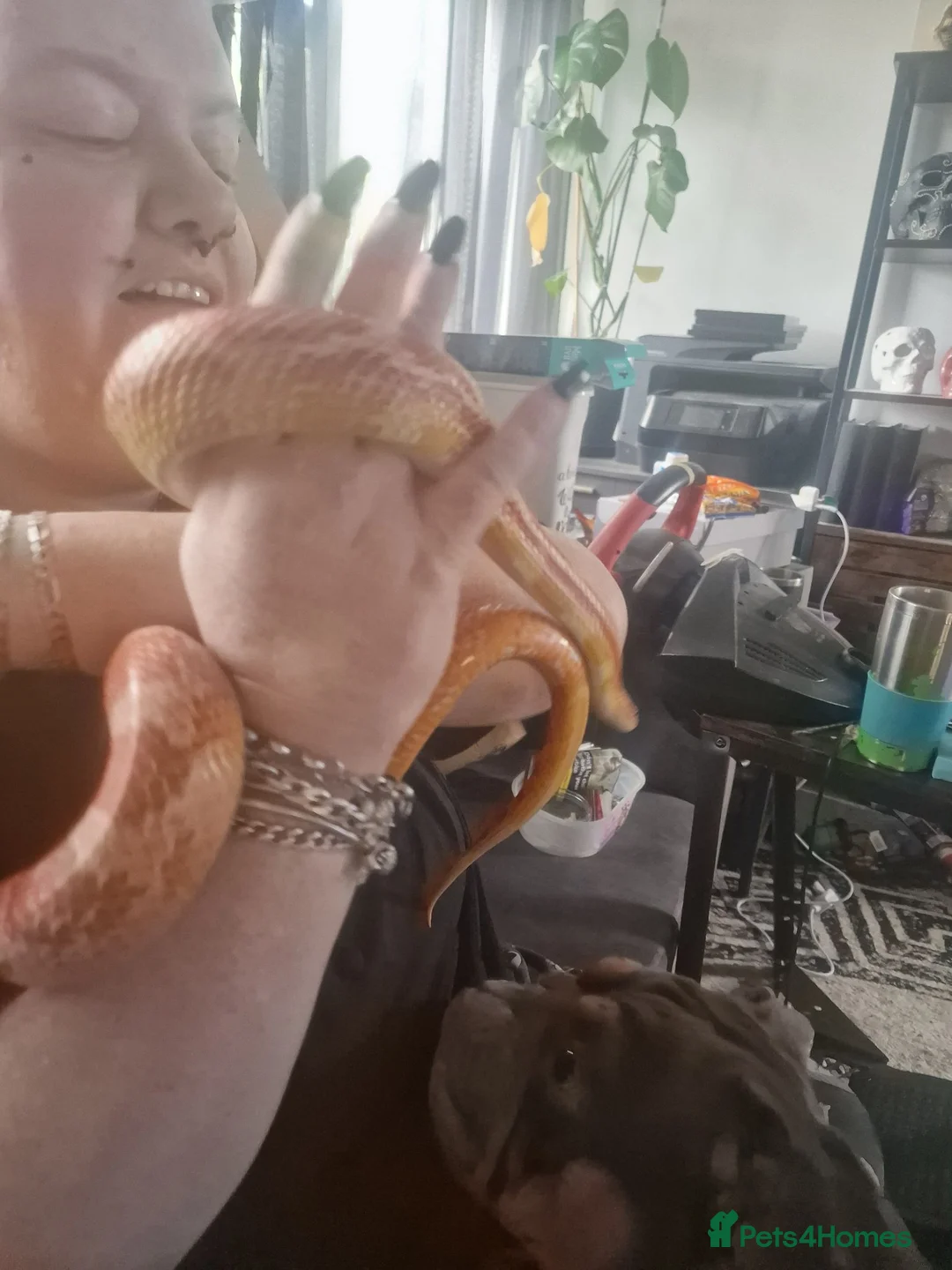 Corn Snake reptiles for sale: Corn snake  - Advert 1