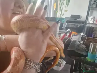 Corn Snake reptiles Corn snake - Advert 8