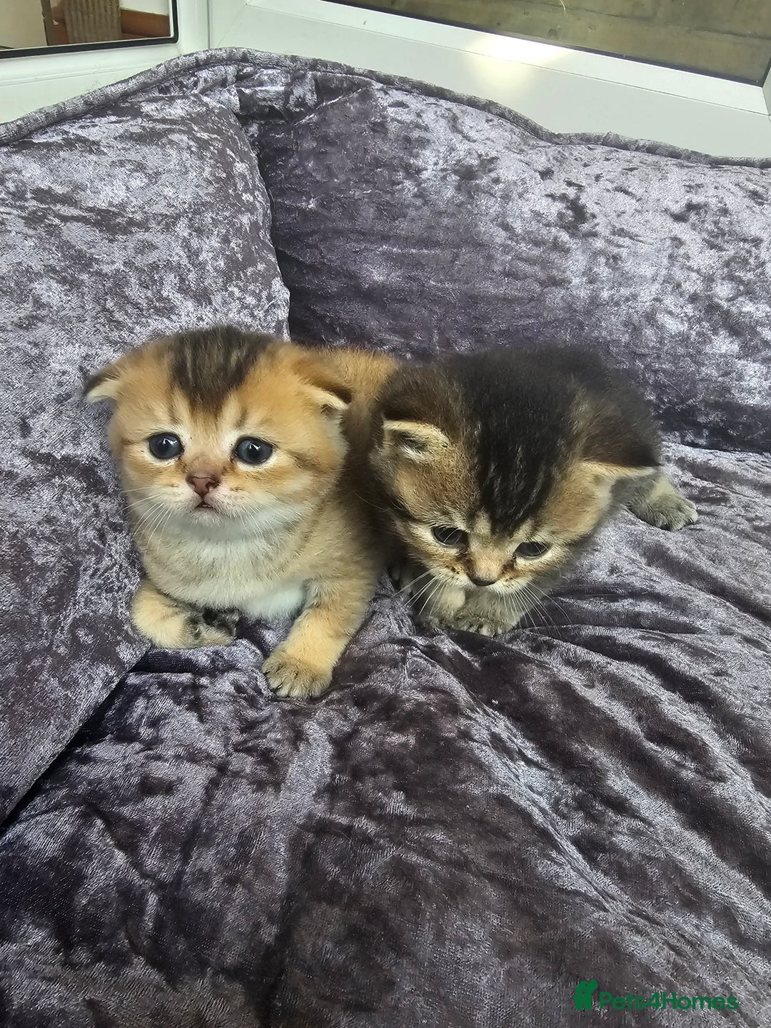 British Shorthair cats for sale: Lovely British Shorthair fold kittens 😸  - Image 6