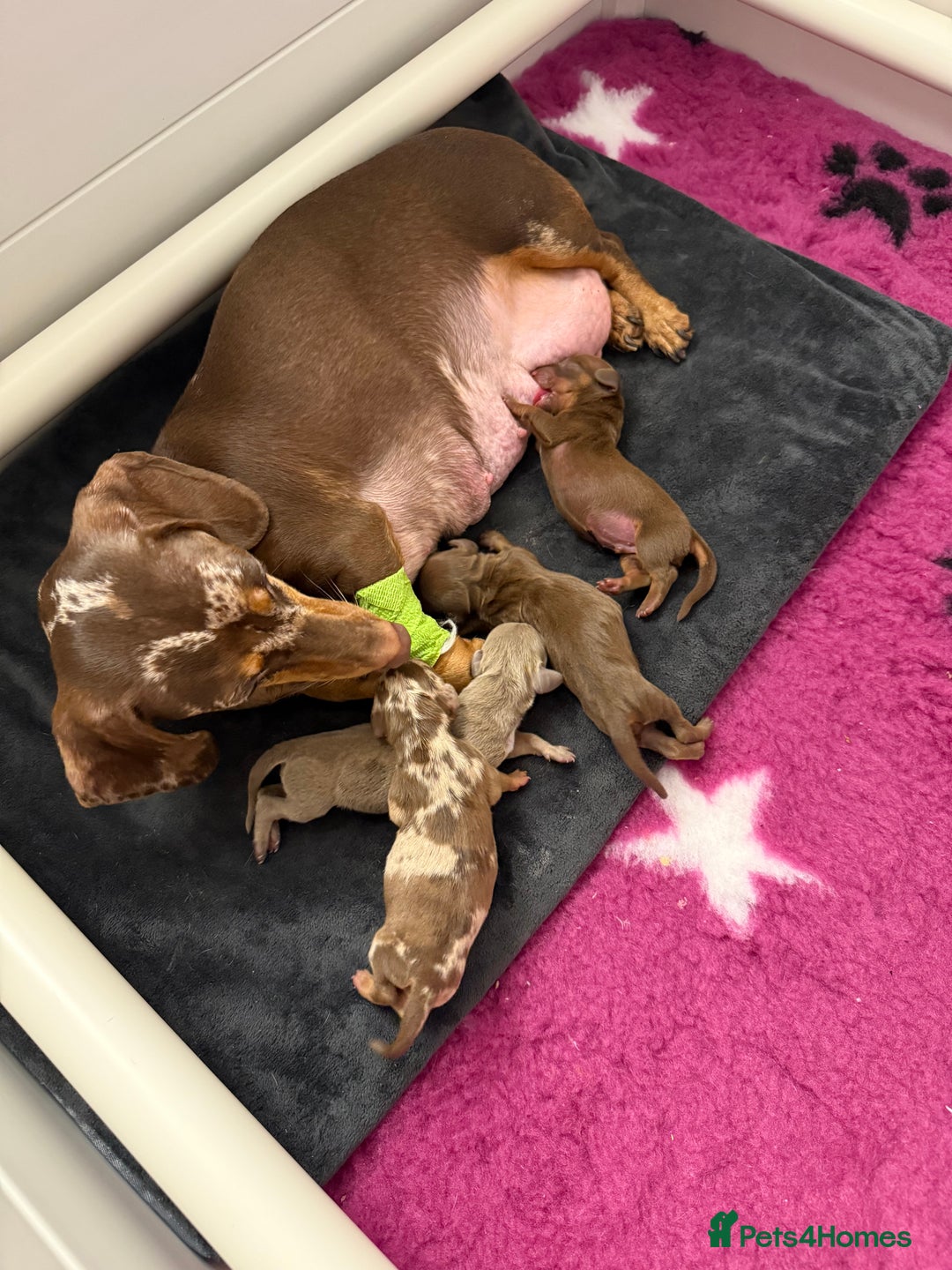 Miniature Dachshund dogs for sale: 🐾🌟 Miniature Dachshund Puppies🌟🐾 - Advert 1