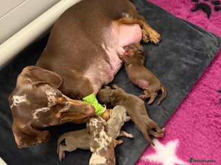 Miniature Dachshund dogs for sale: 🐾🌟 Miniature Dachshund Puppies🌟🐾 - Advert 1