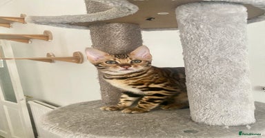 Bengal cats - Advert 12