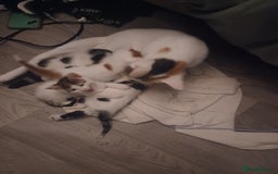 British Shorthair cats for sale: 4 gorgeous girls - Image 4