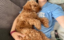 Cockapoo dogs for sale: 4 Stunning Fox Red F1b Toy Cockapoos  - Advert 34