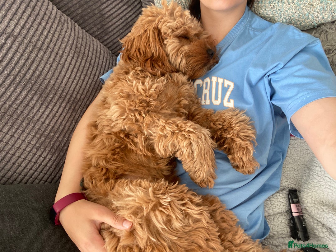 Cockapoo dogs for sale: 4 Stunning Fox Red F1b Toy Cockapoos  - Advert 34